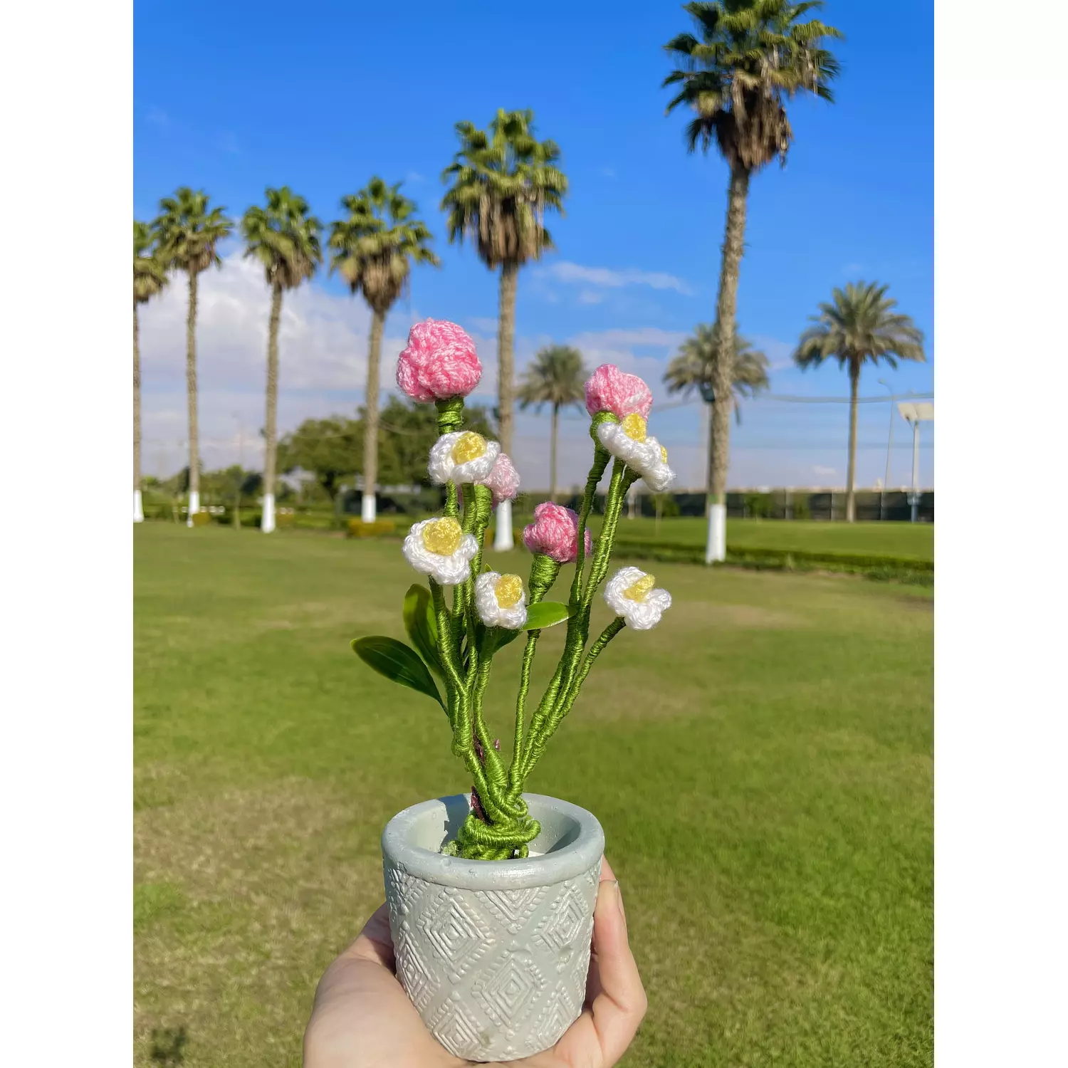 Roses in pot  1