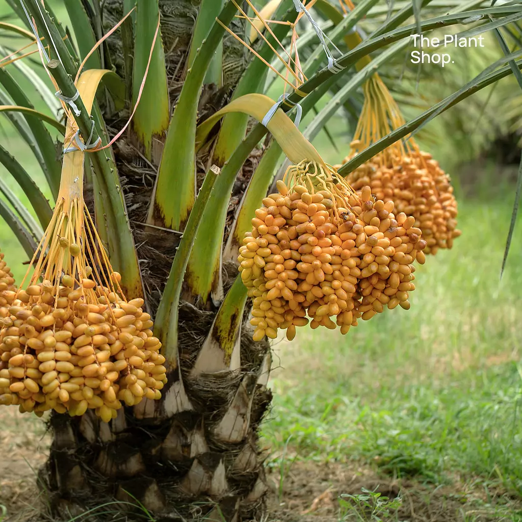 Date Palm