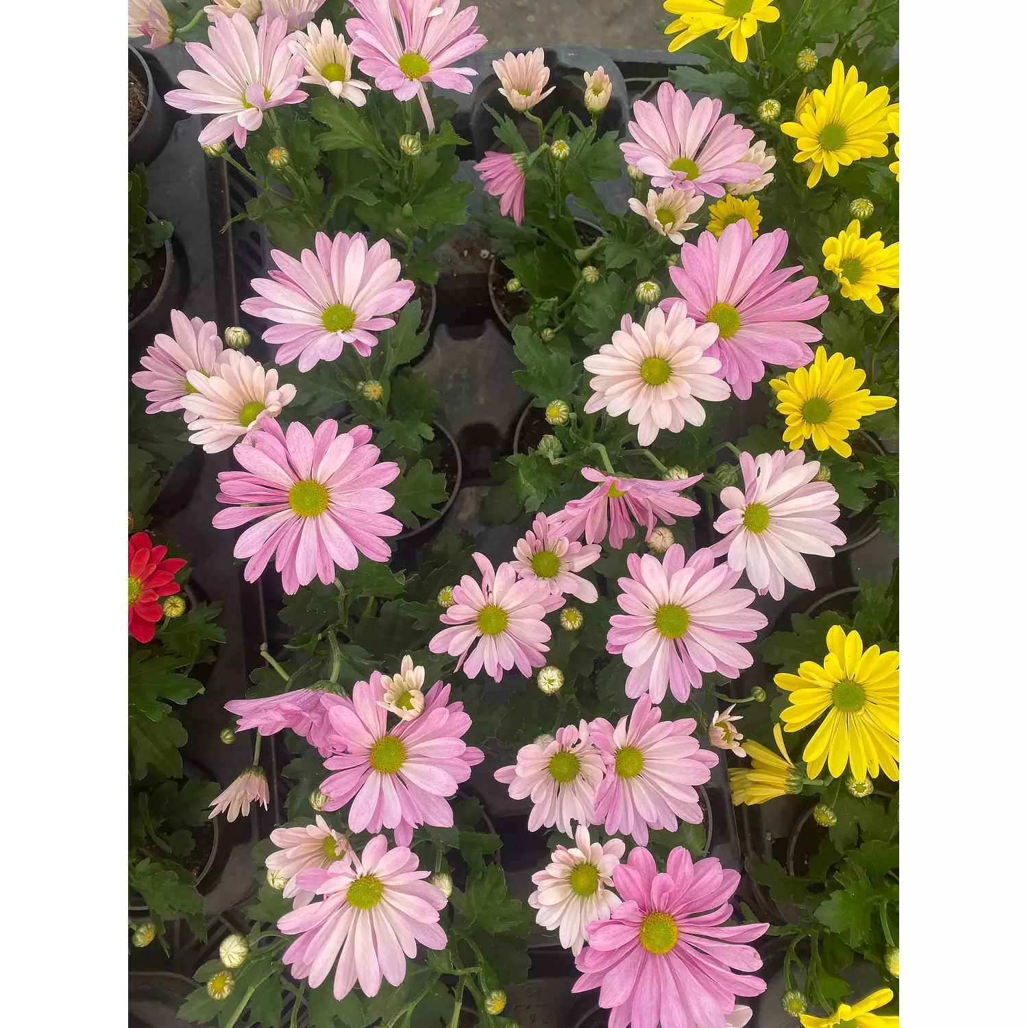 Chrysanthemum Flowering Plant 3