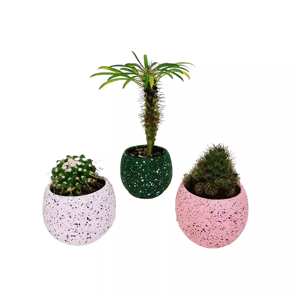 Madagascar palm cactus set