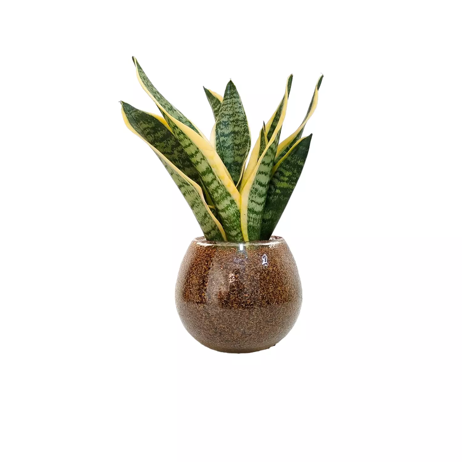 Sansevieria 'Gold' hover image
