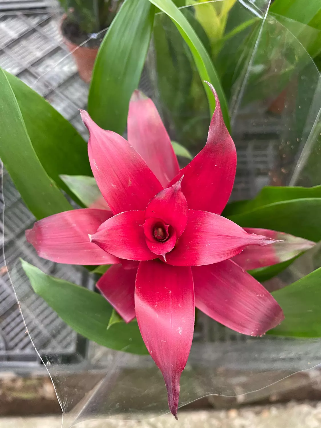 <p></p><h3>Guzmania</h3>