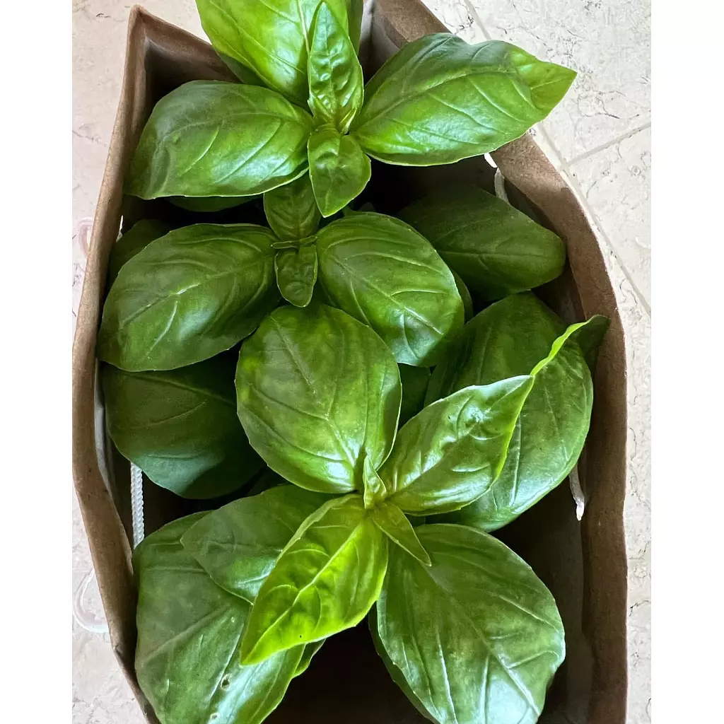 Green Sweet Italian Basil seeds