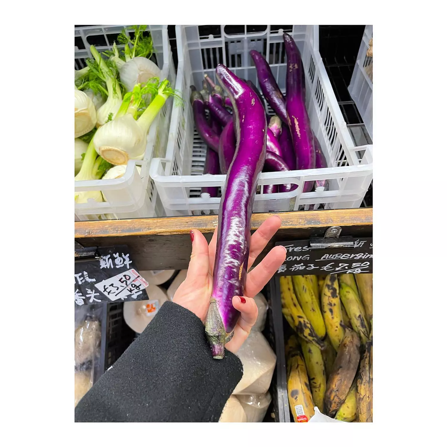 Purple tall Italian eggplant seeds hover image