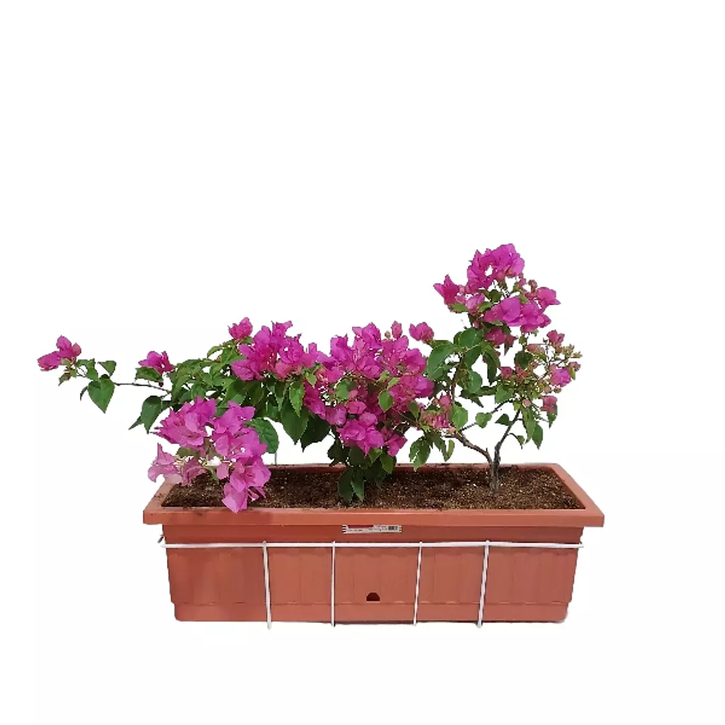 Bougainvilla with Brick Red Pot 'pink'