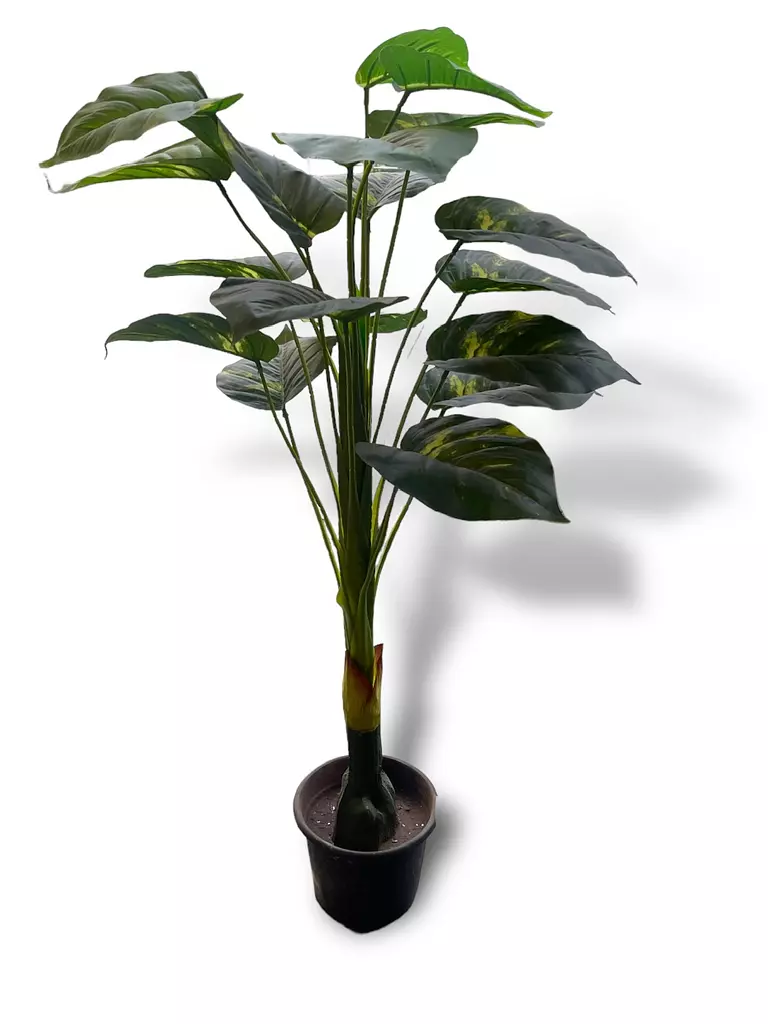 Broad Leaf Plant