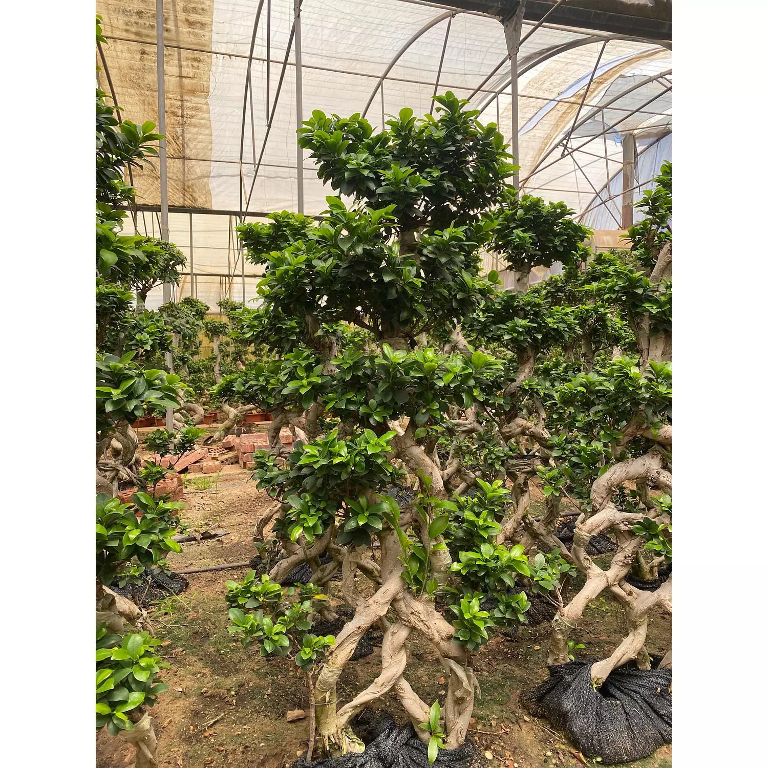 Full Size Bonsai Tree - Grand Braids hover image