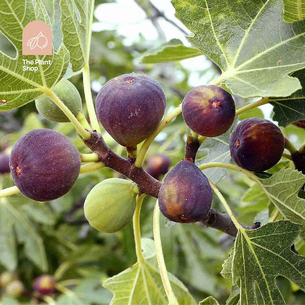 Fig Tree