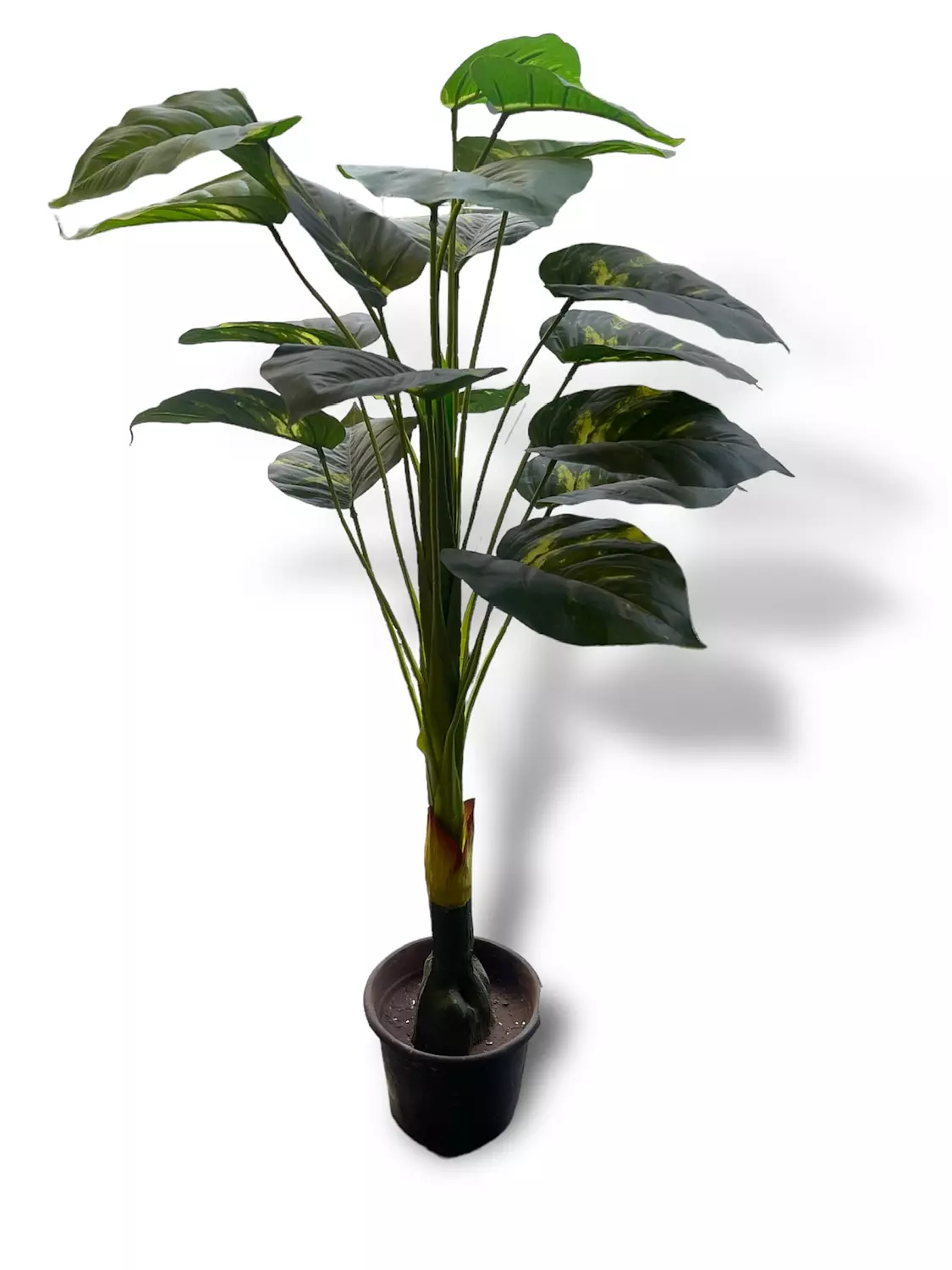 Broad Leaf Plant hover image