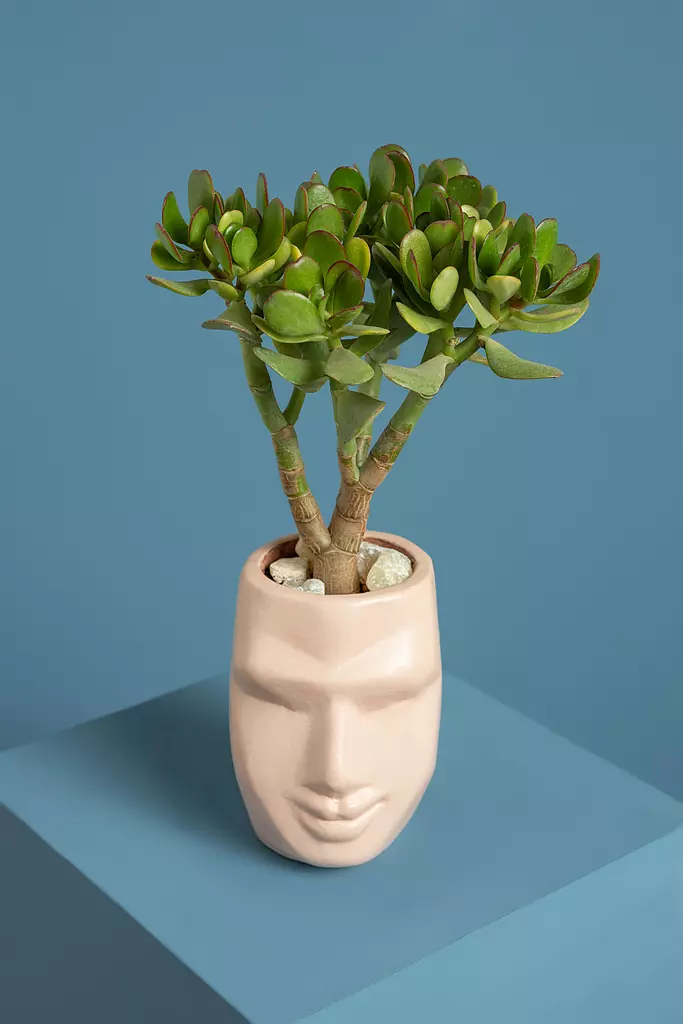 Succulent in Face Pot 2