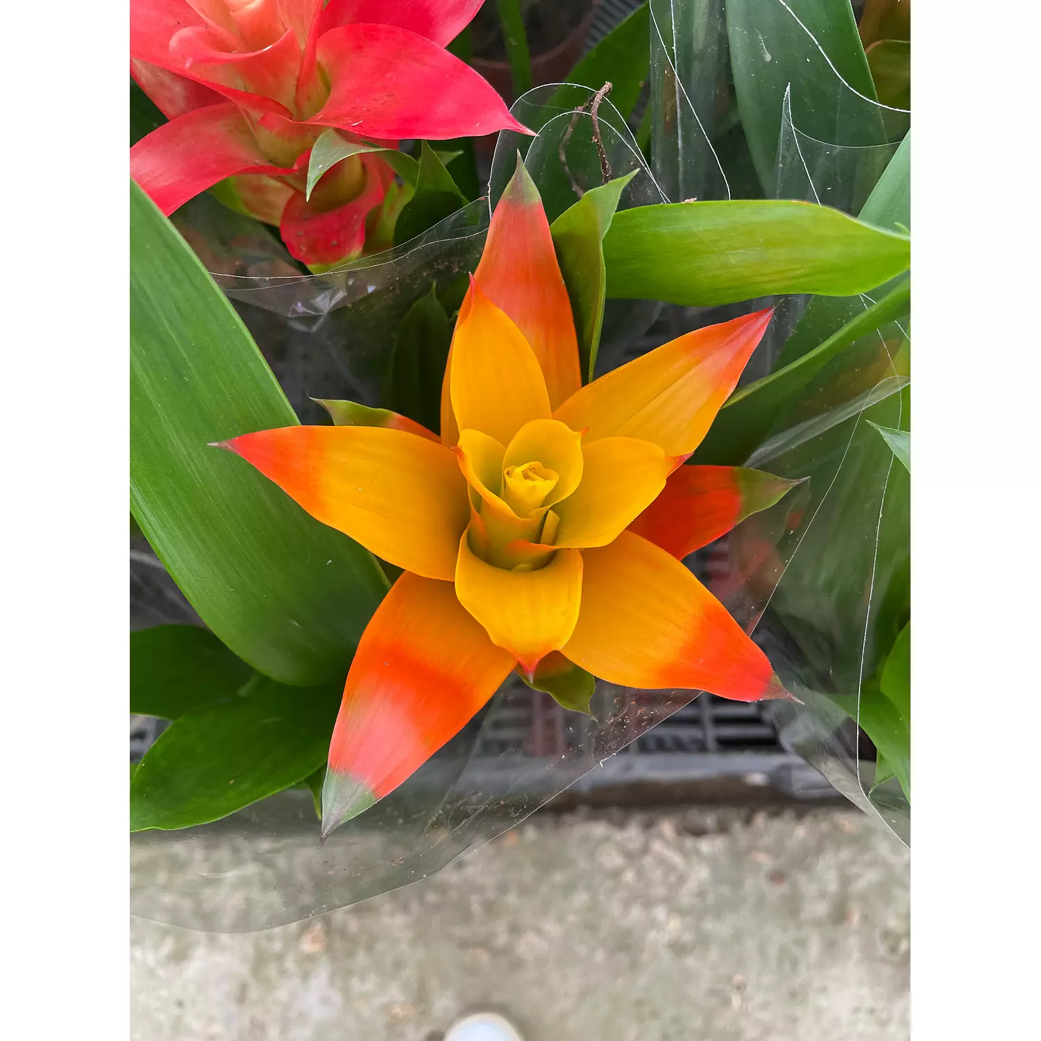 Guzmania 3