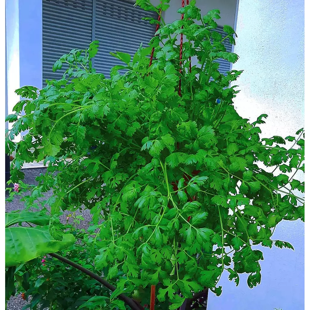 Coriander seeds