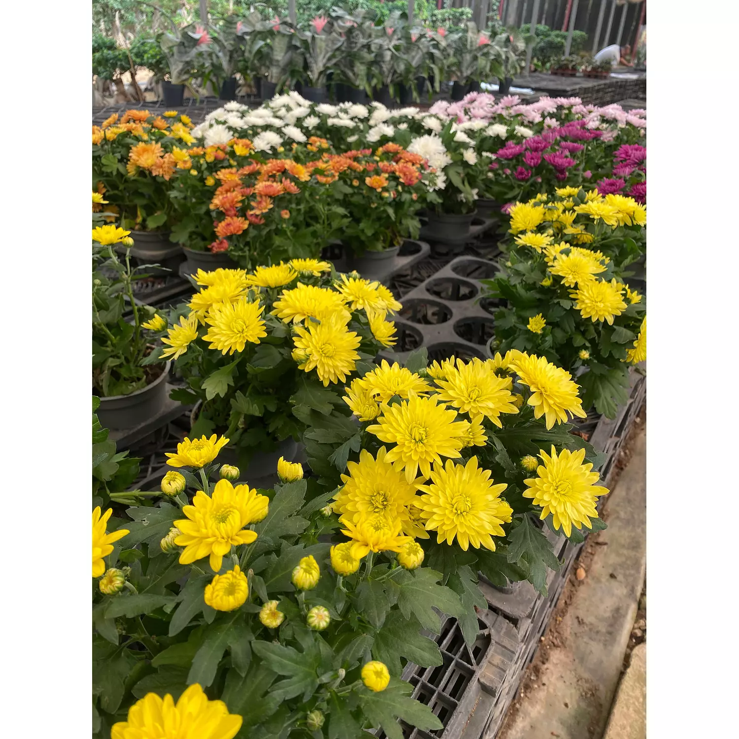 Chrysanthemum Flowering Plant hover image