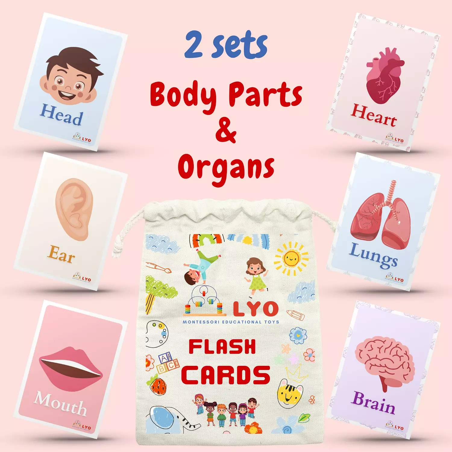 LYO Flash Cards (Body Parts-Organs) hover image