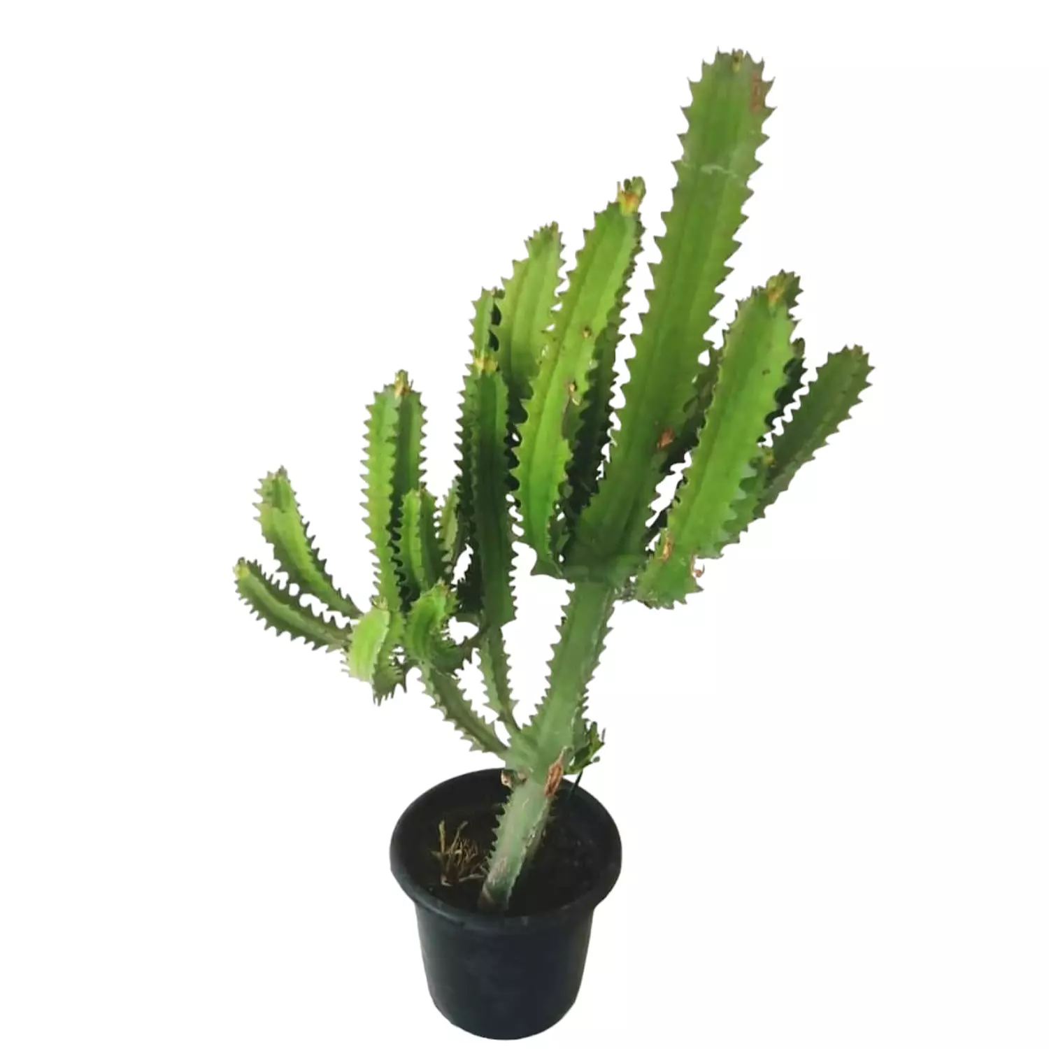 Euphorbia ingens hover image