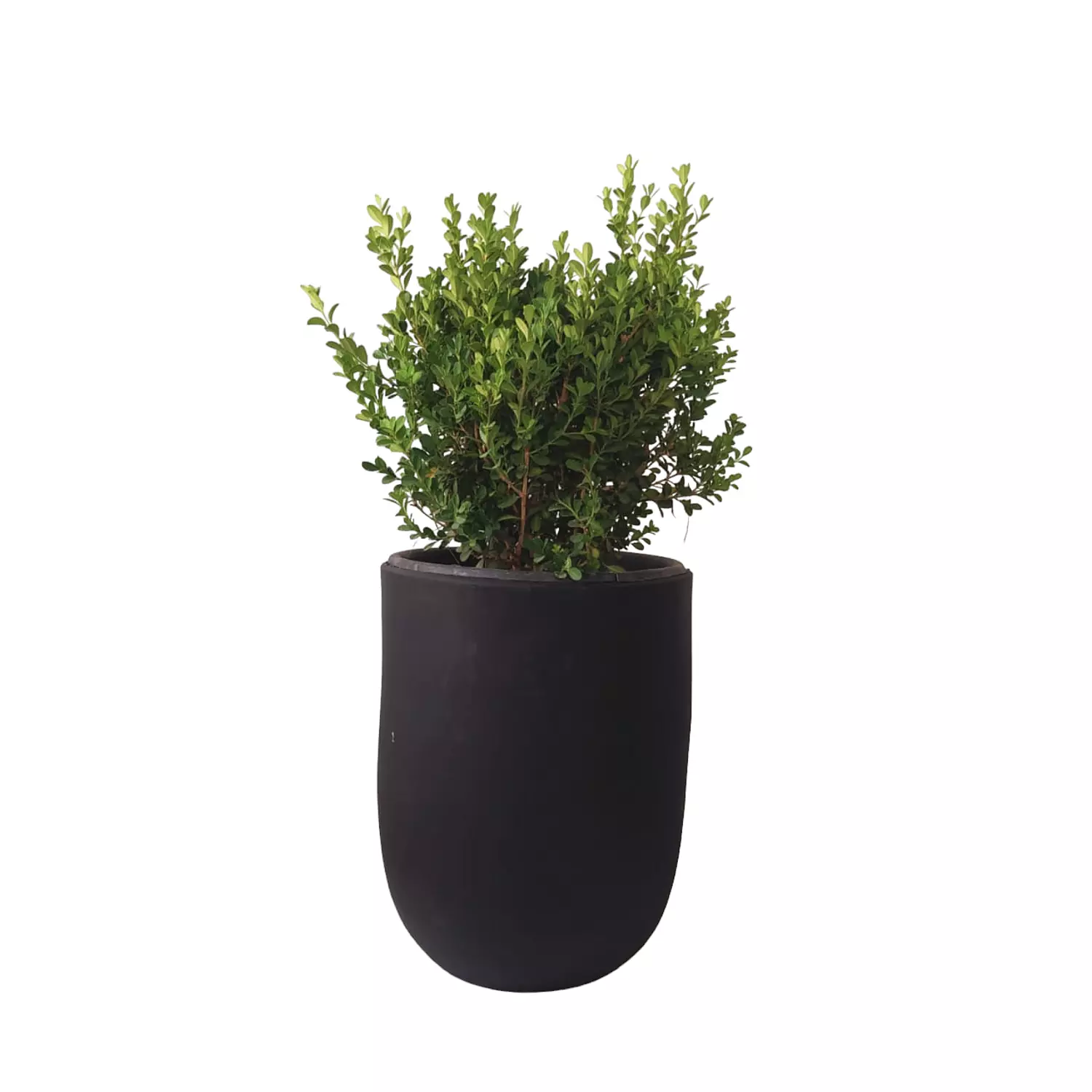 Buxus hover image