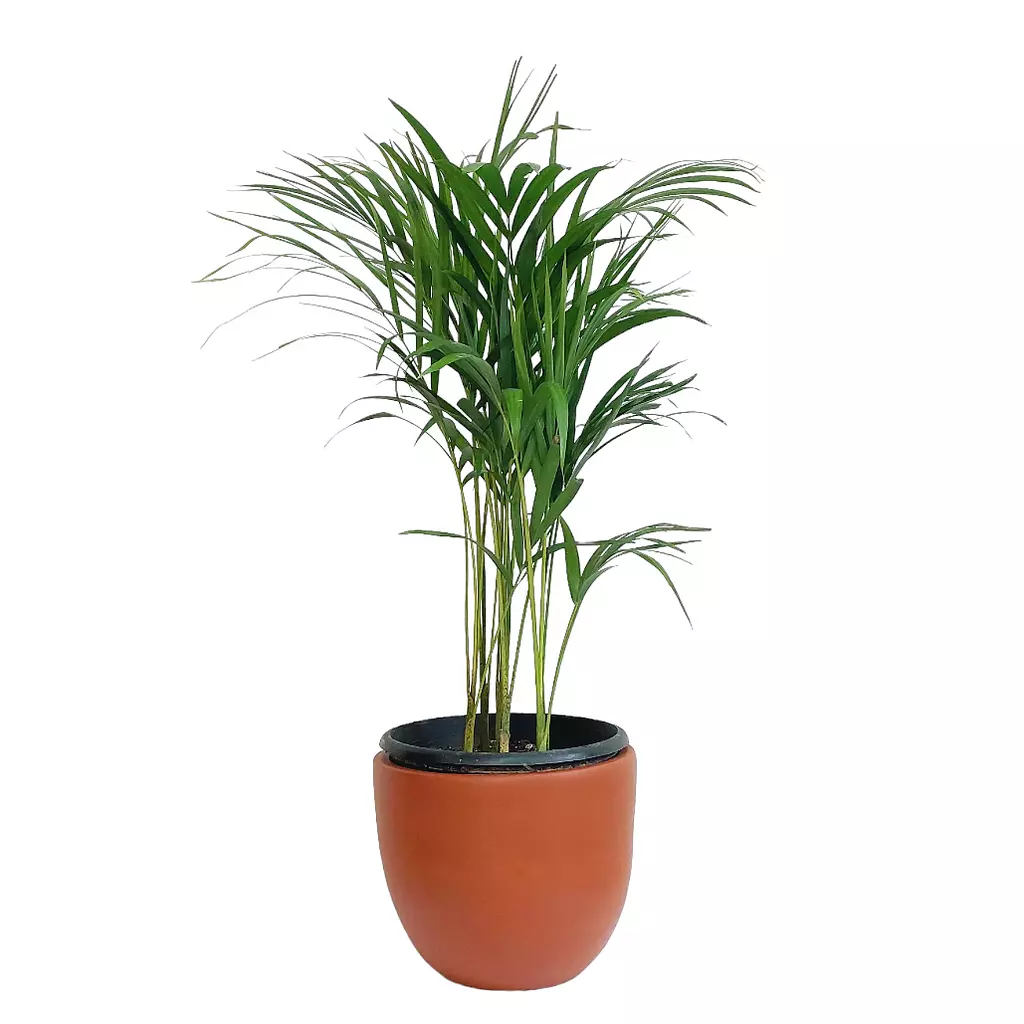 Areca palm