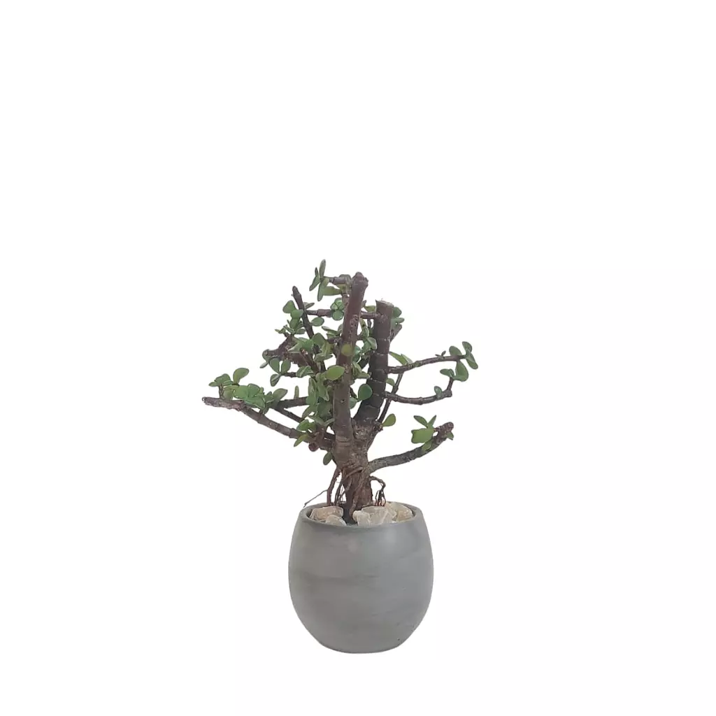 Mini jade bonsai 