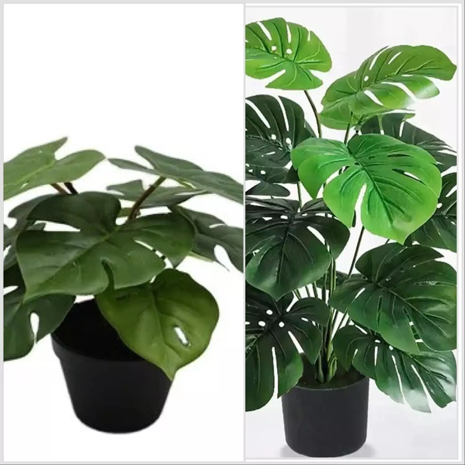 Monstera Plant hover image