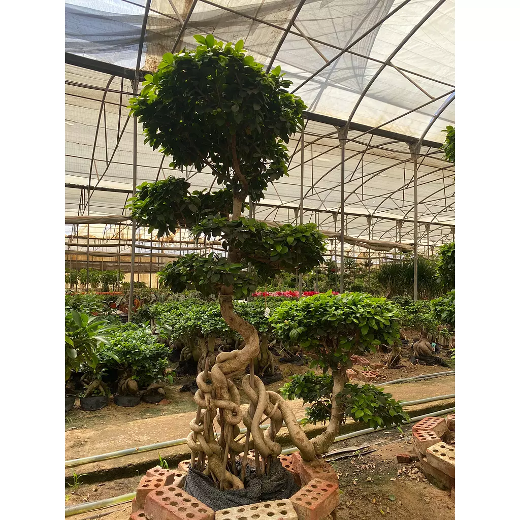 Full Size Bonsai Tree - Royality