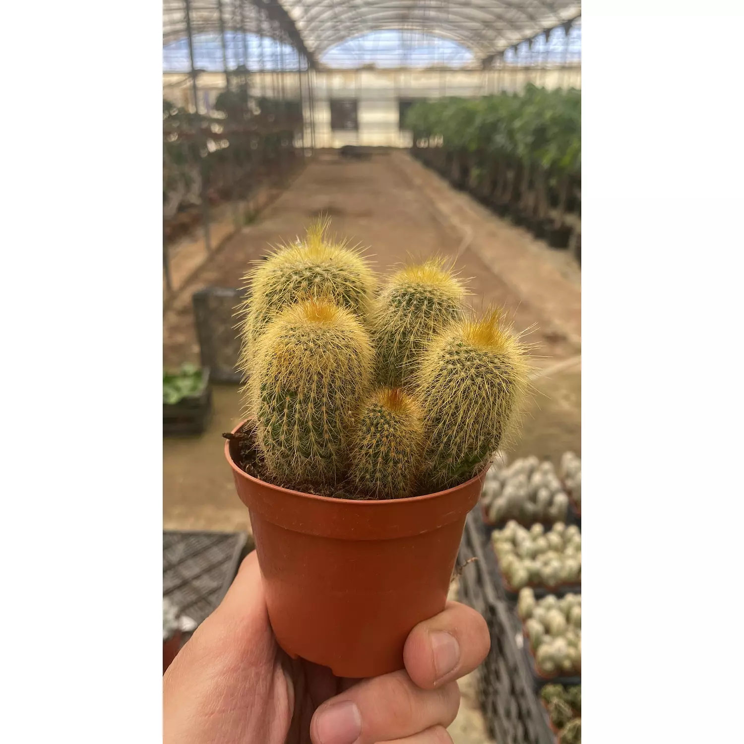 Parodia Cactus hover image