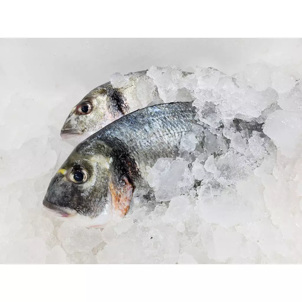 Seabream