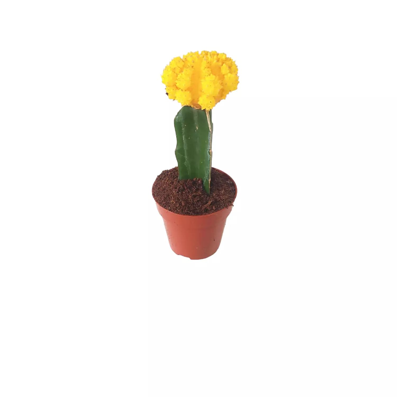 Yellow & Red Moon cactus 3