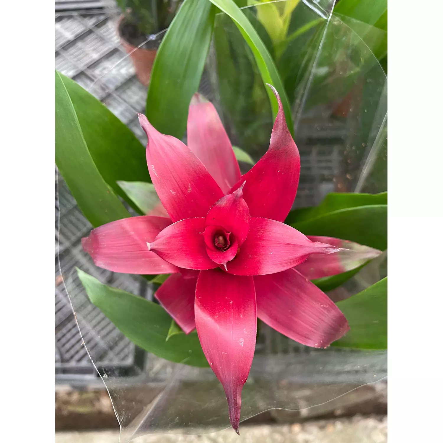 Guzmania 2