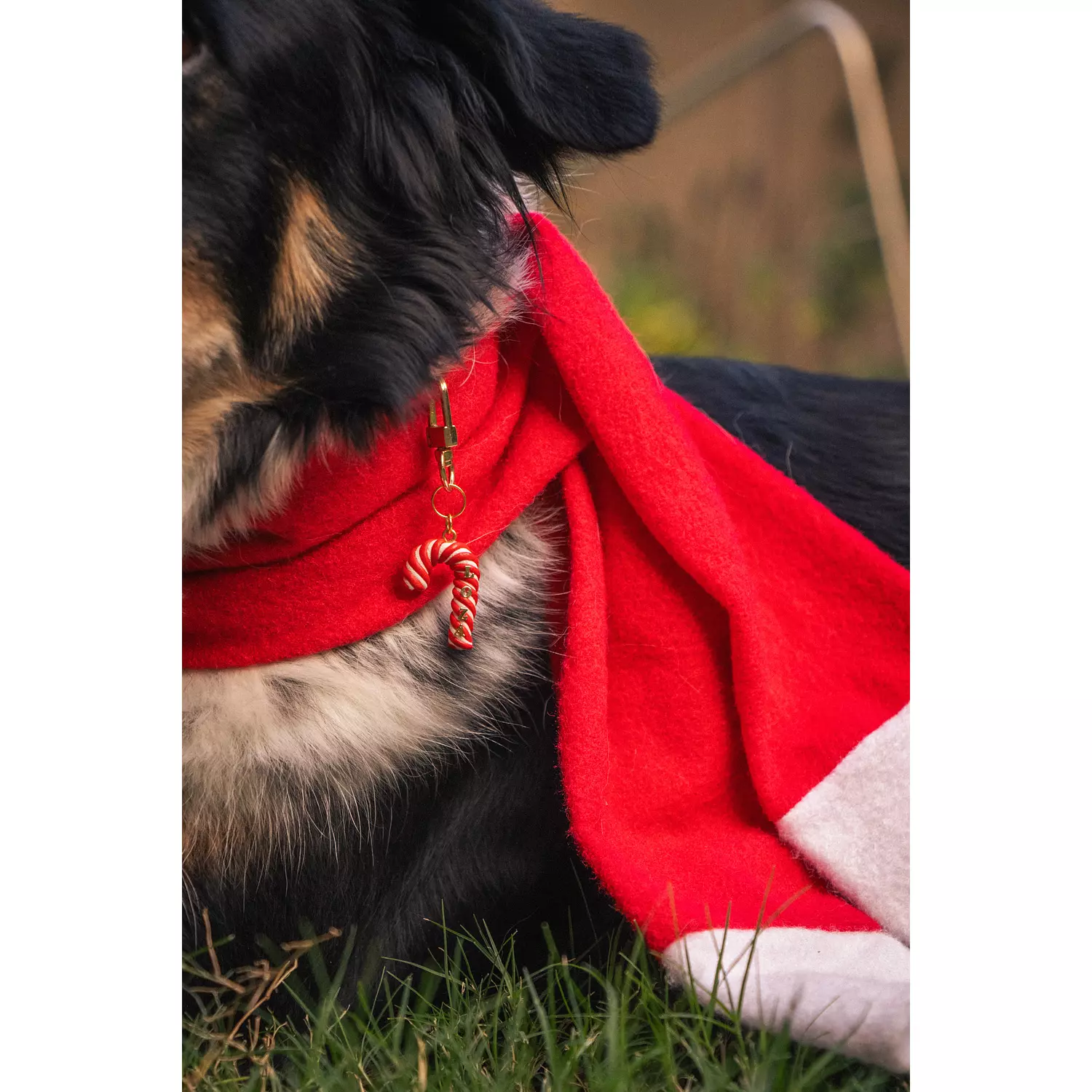 Candy Cane Collar Tag hover image