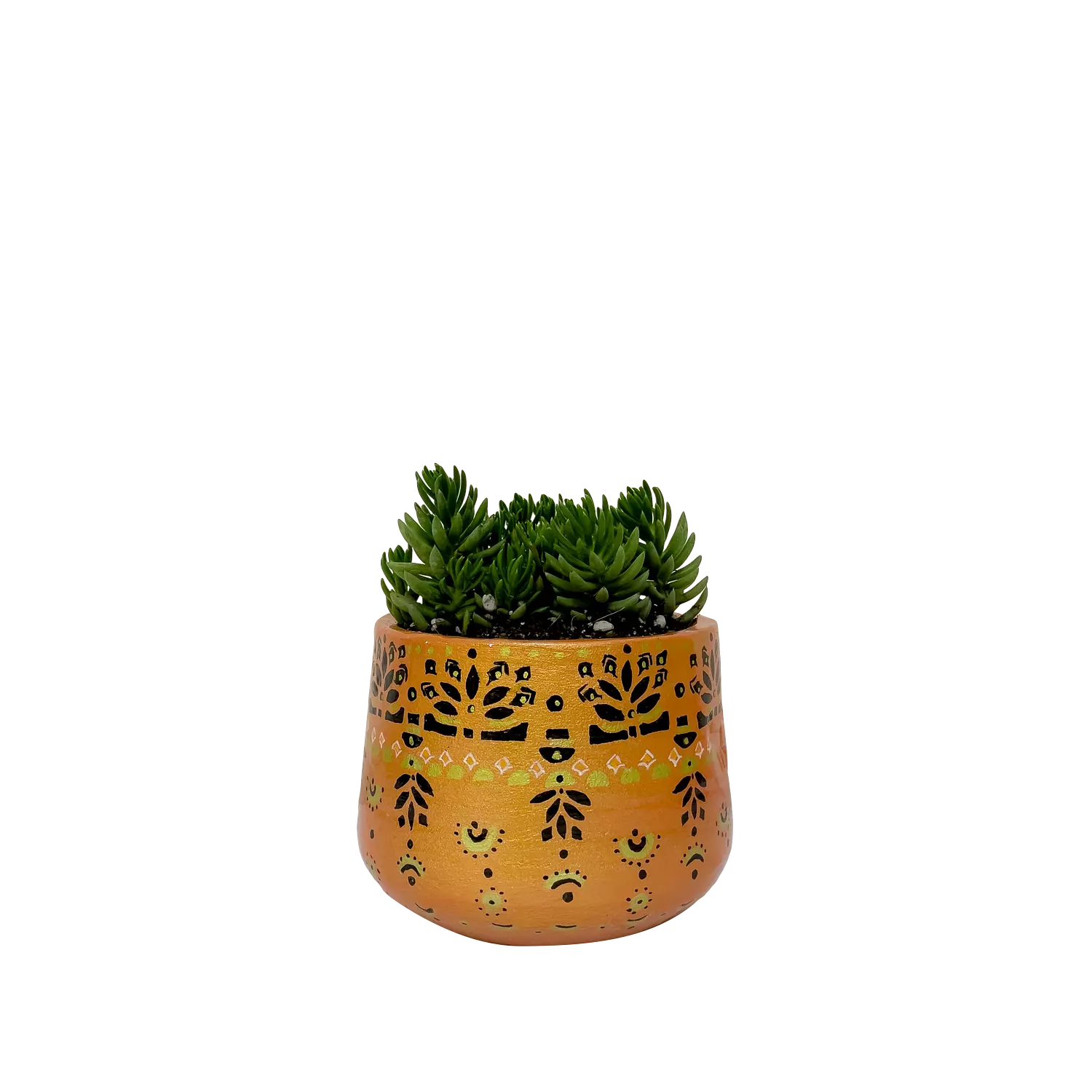 Crassula Tetragona - Orange Field hover image