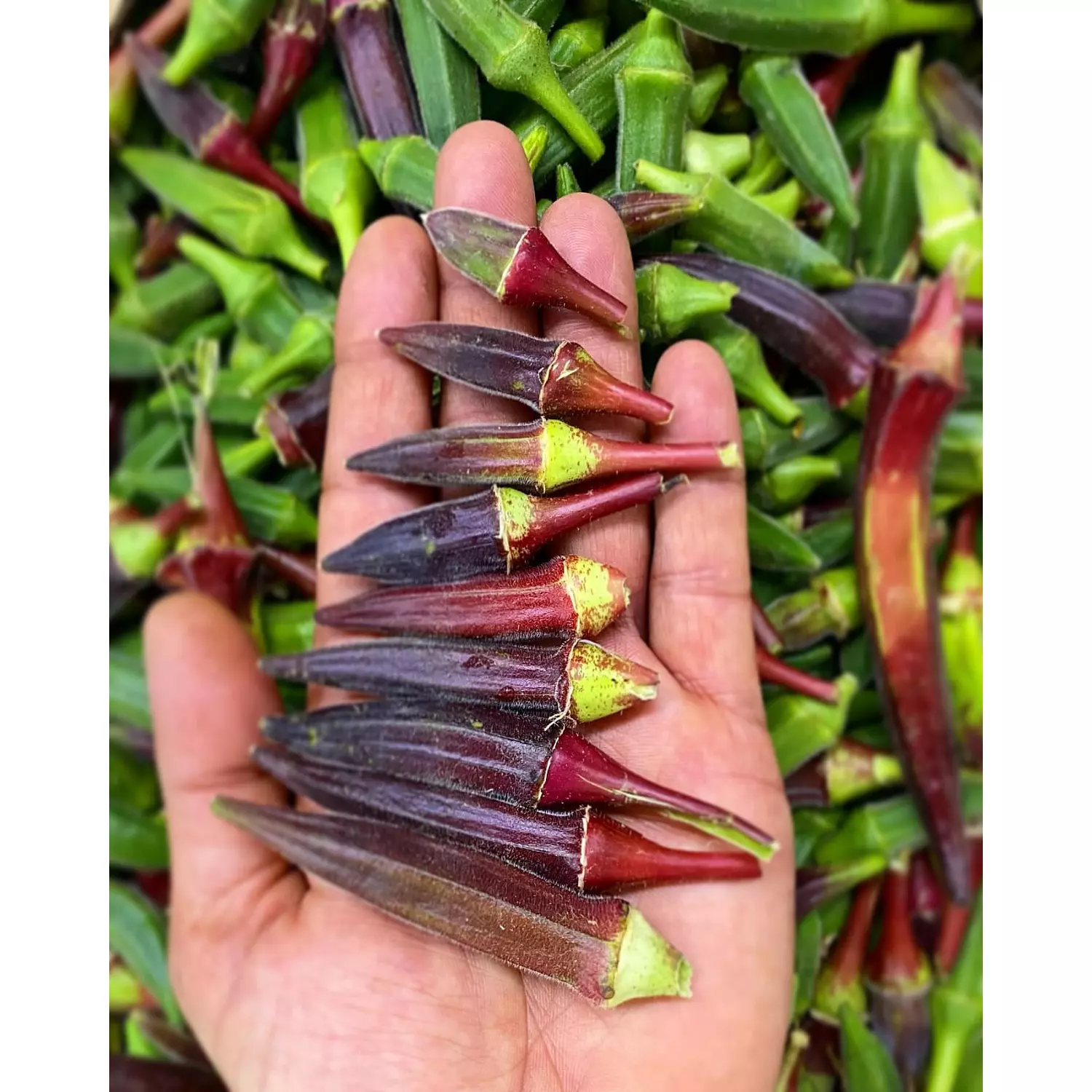 Red Okra seeds hover image