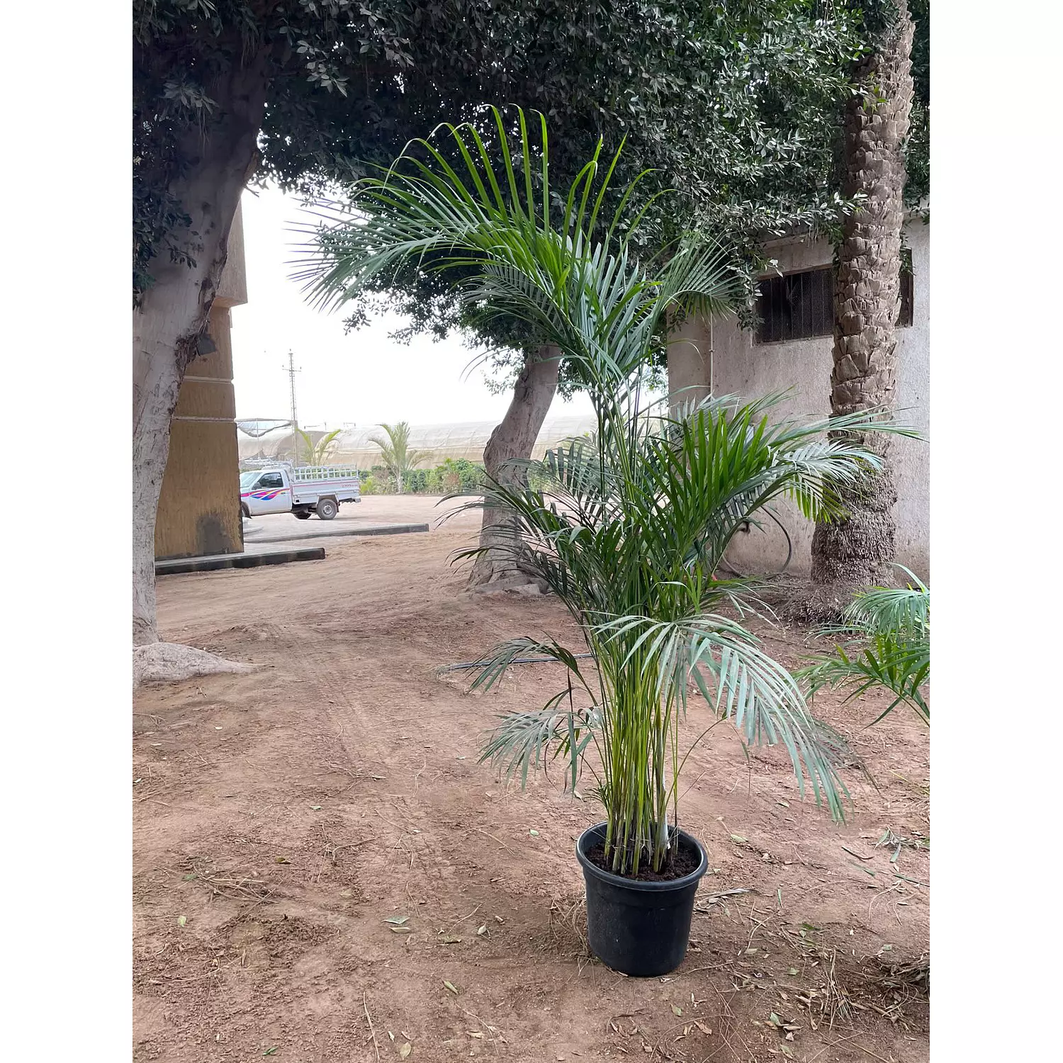 Yellow Areca Palm 3