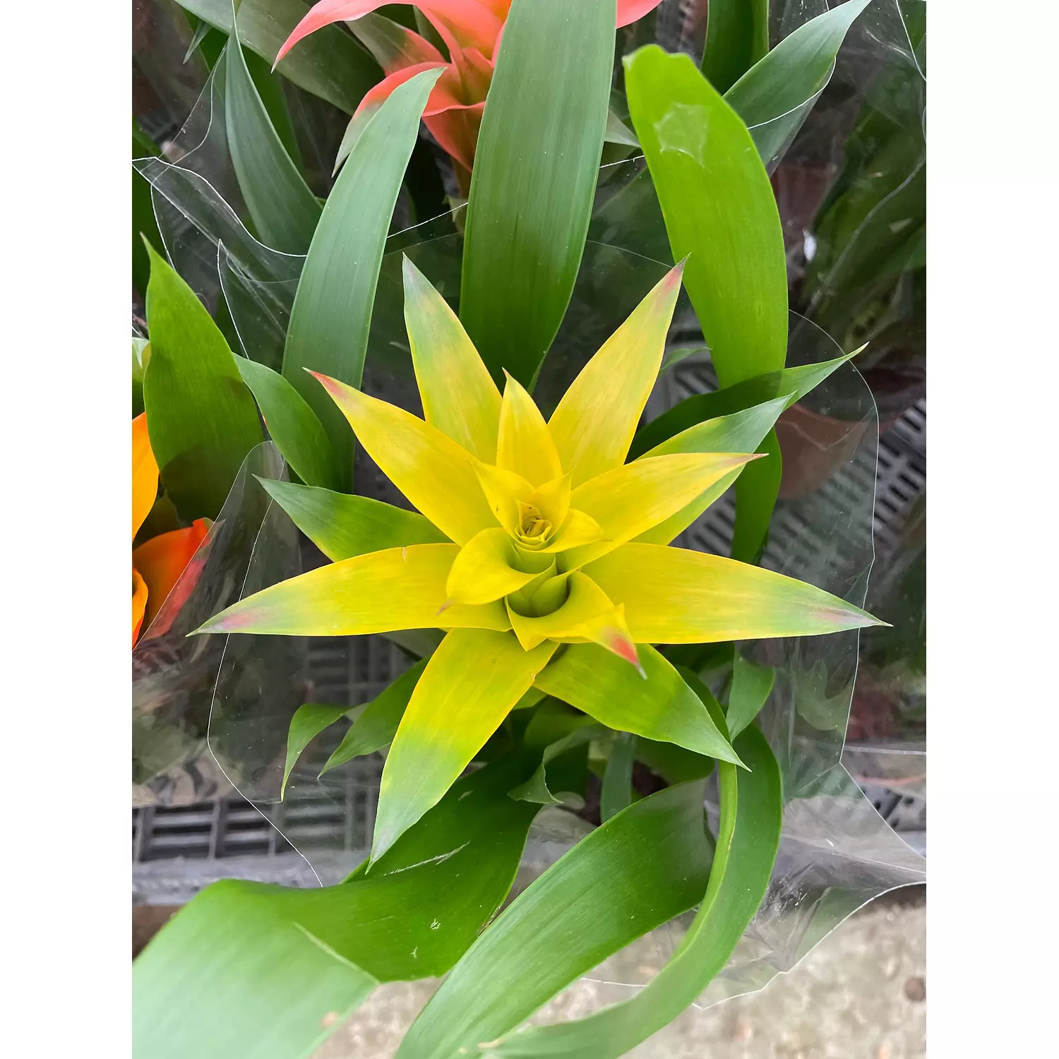 Guzmania 1