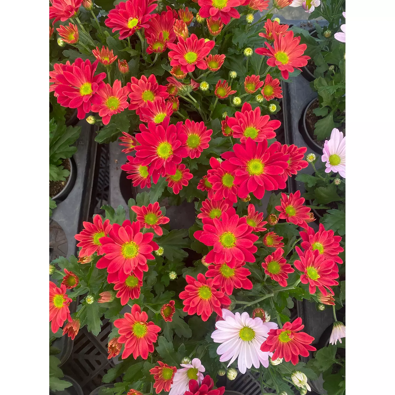 Chrysanthemum Flowering Plant 2