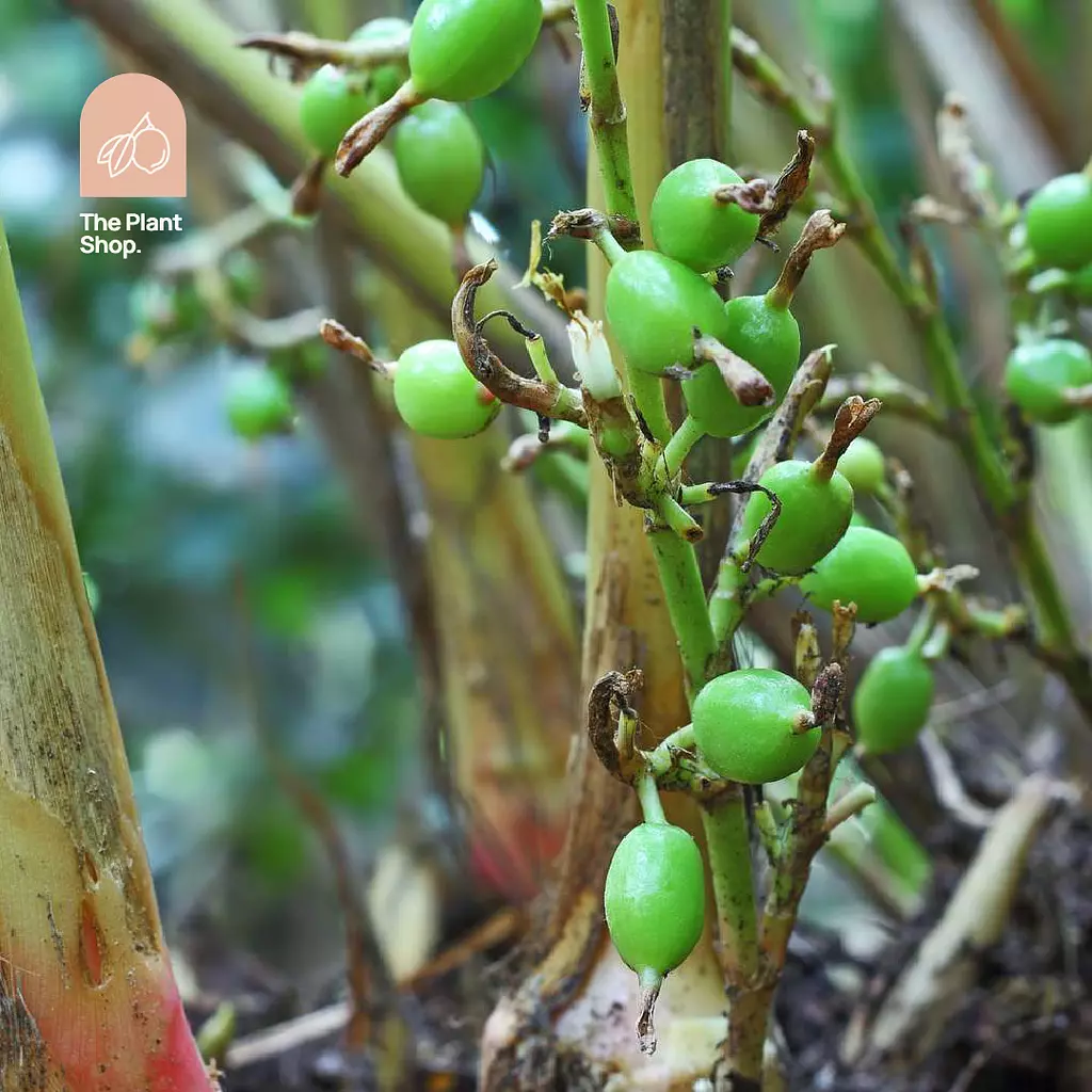 Cardamom Tree