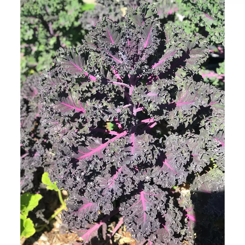 Curly Kale seeds