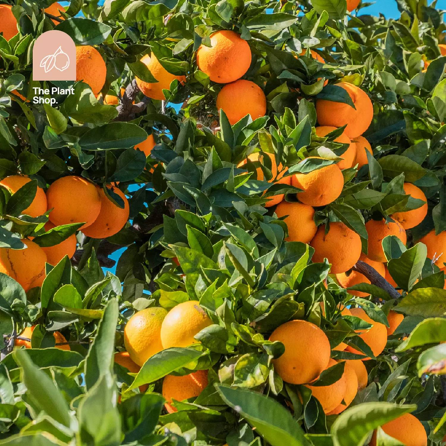 Orange Tree hover image