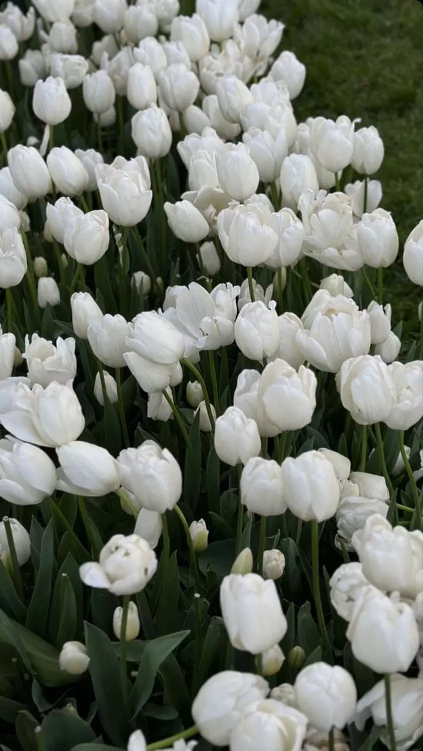banner image for Center flower