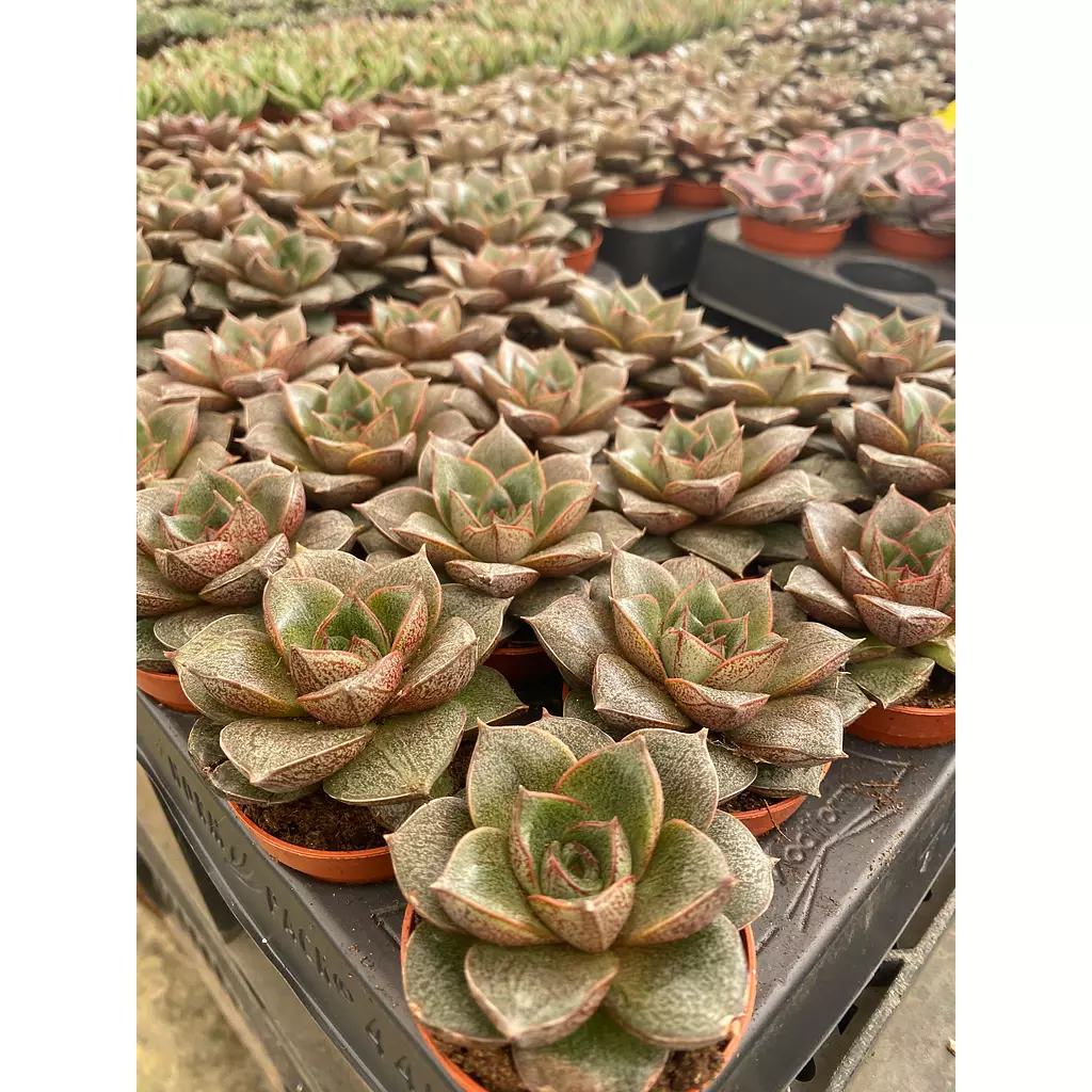 Echeverias Cactus - Shape 7