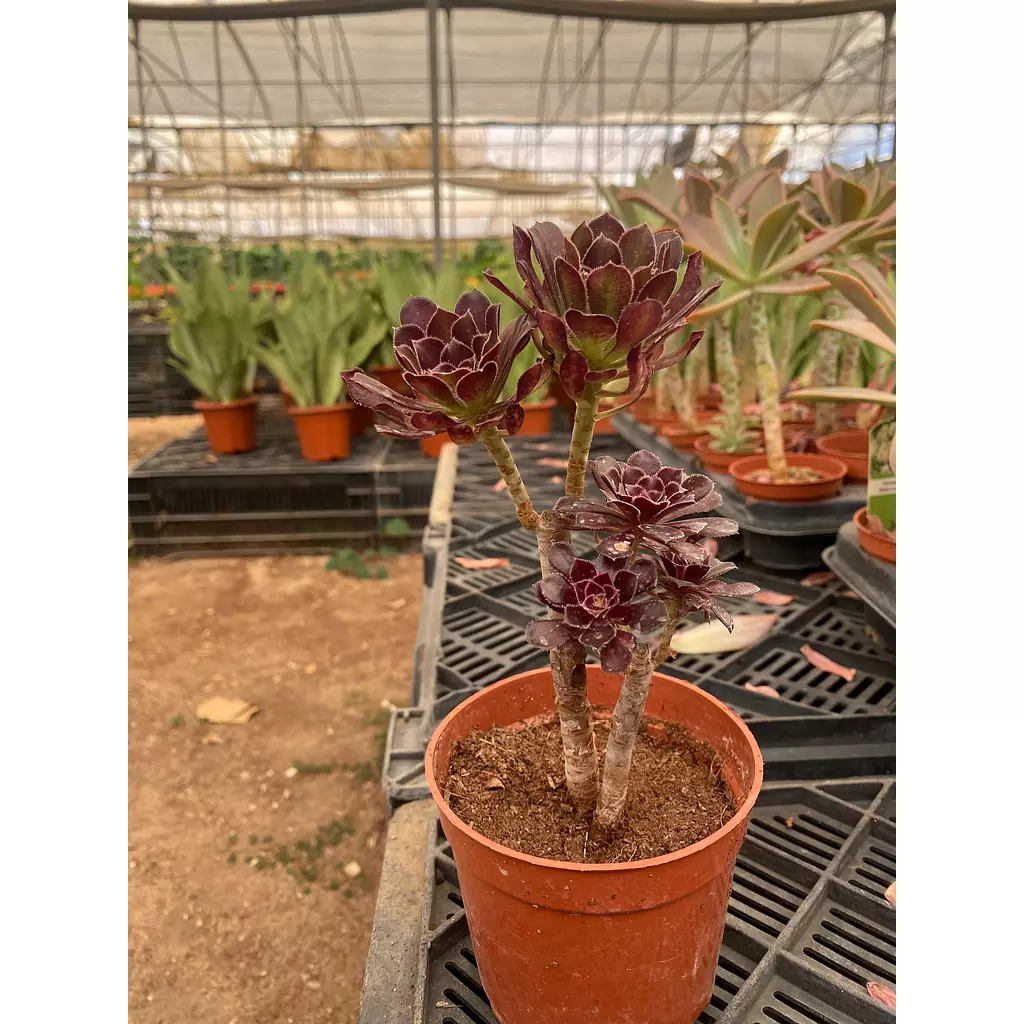 Irish Rose Cactus