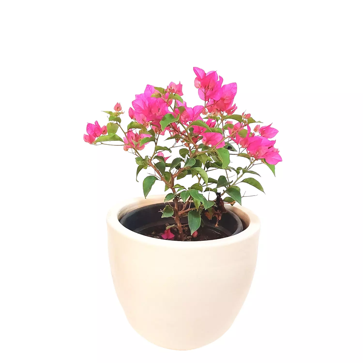 Dwarf Pink Bougainvillea hover image