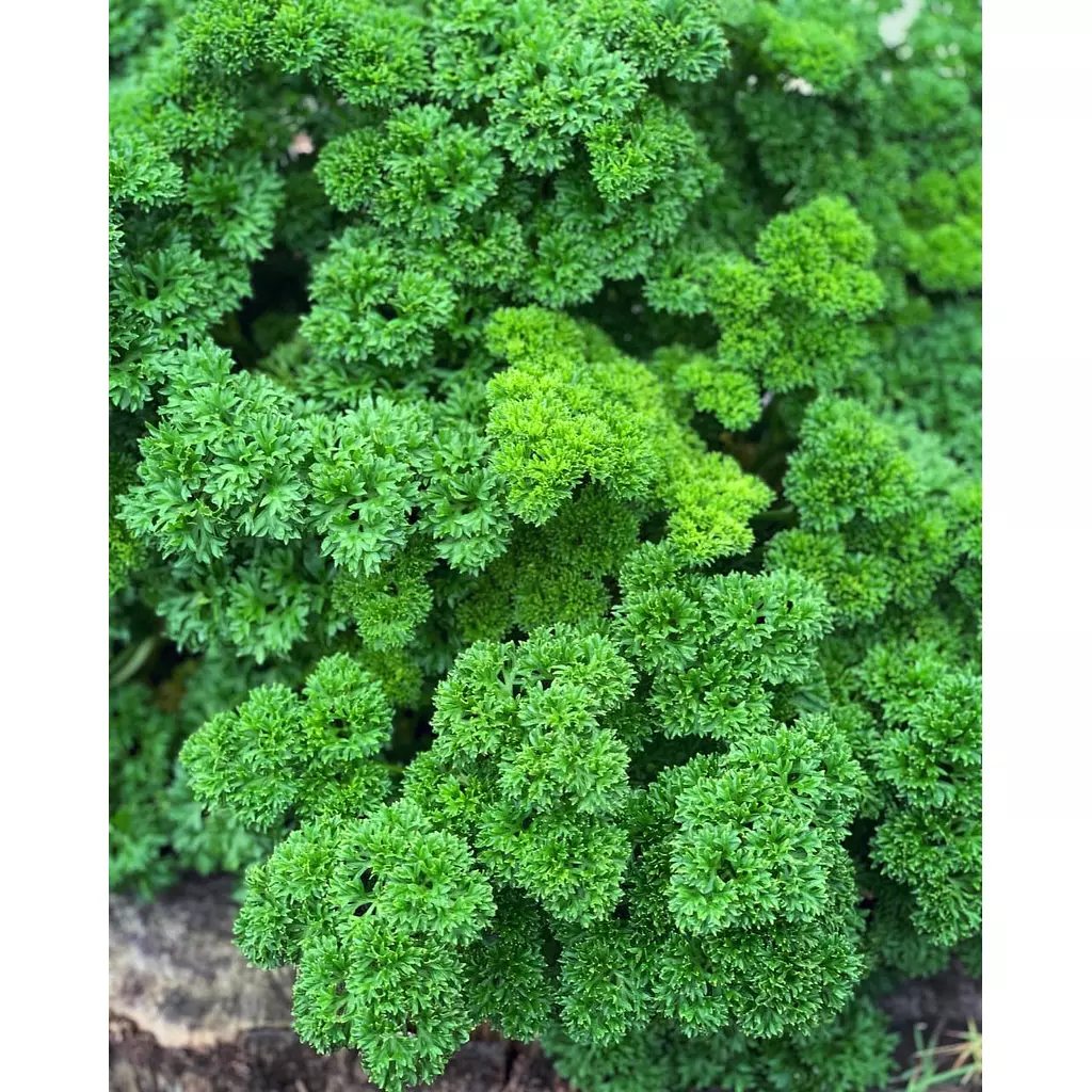 Curly Parsley seeds