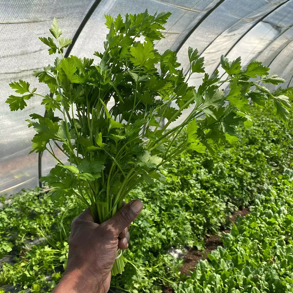 Giant Parsley