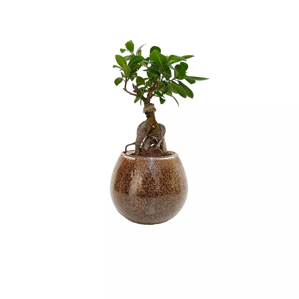 Bonsai Plant