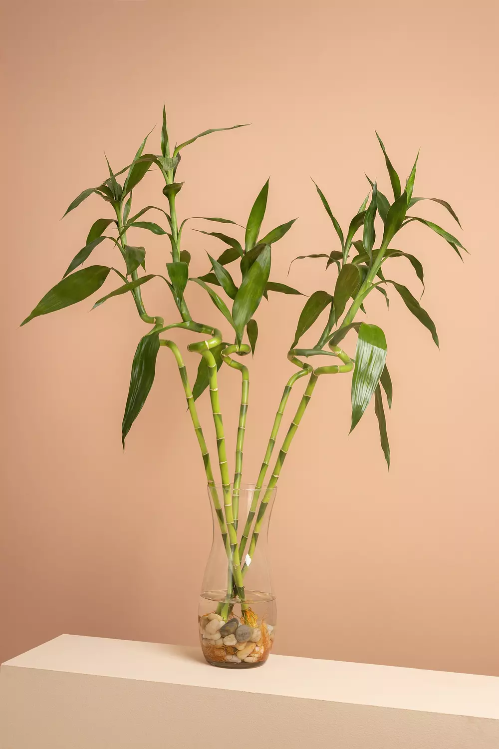 Lucky Bamboo Vase 2 hover image