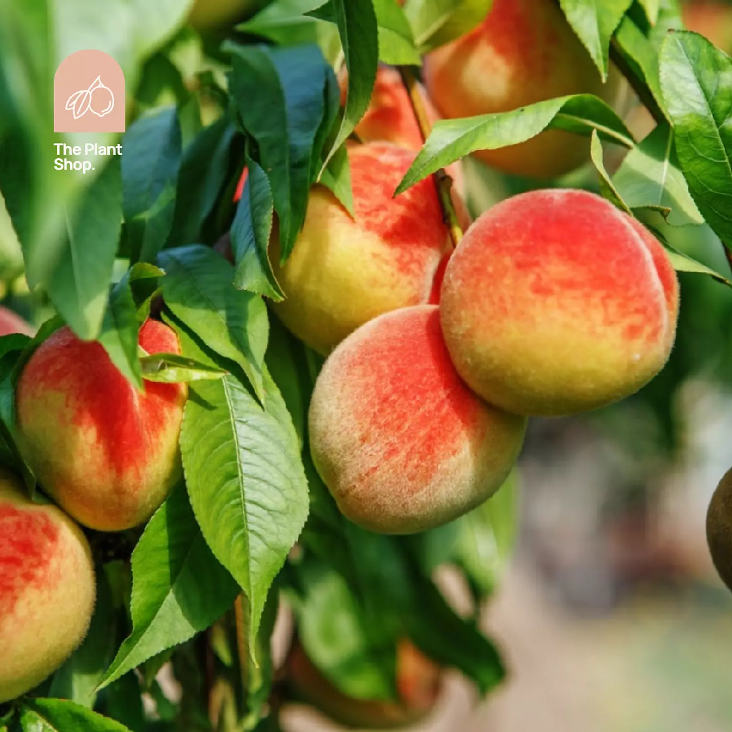 Peach Tree hover image