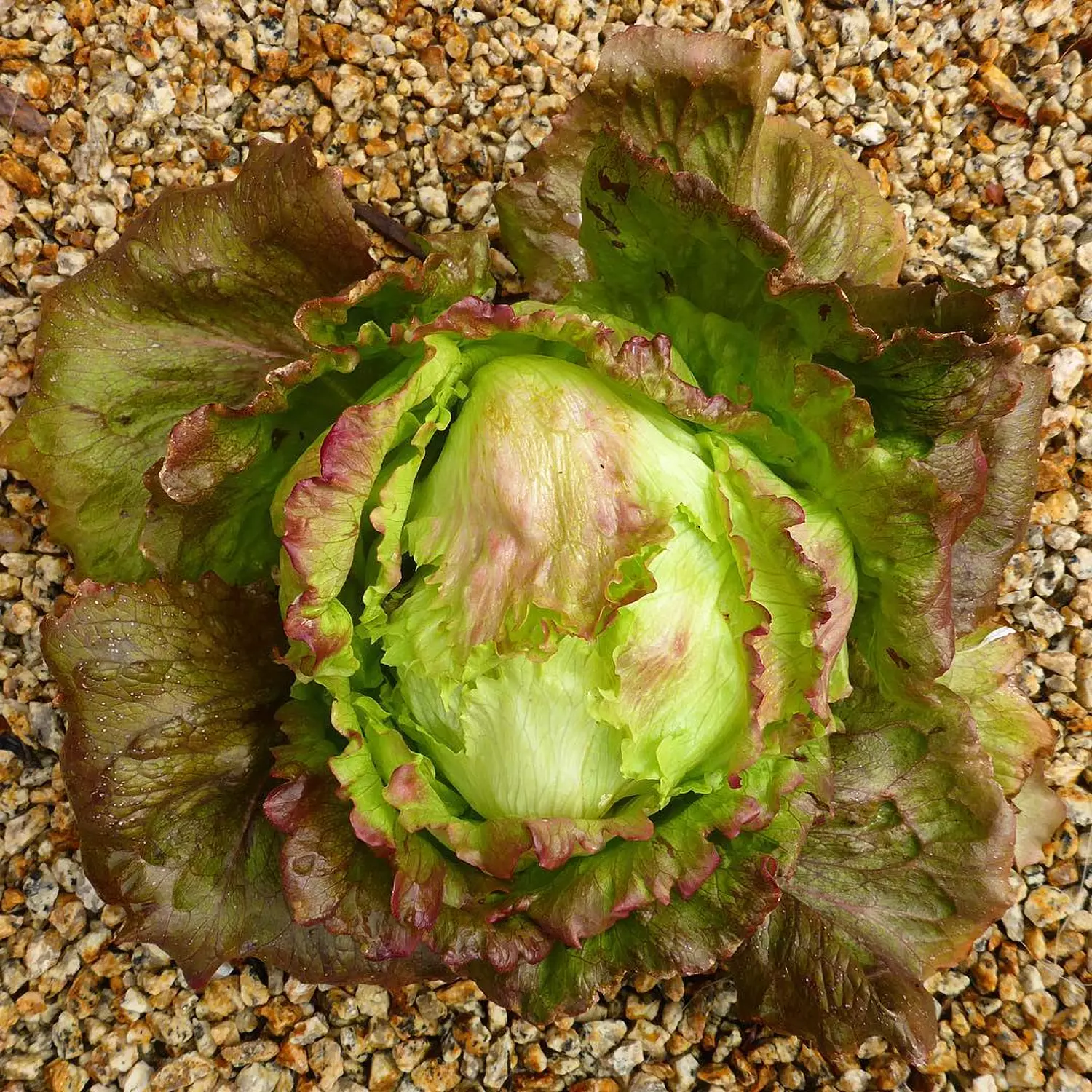 Red Iceberg lettuce seeds hover image