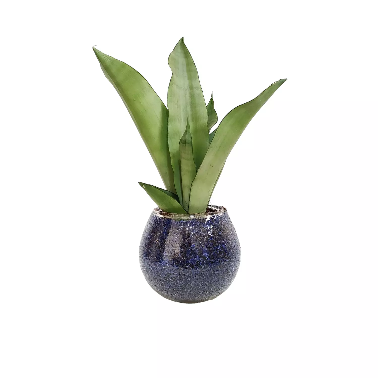 Sansevieria 'Silver' hover image