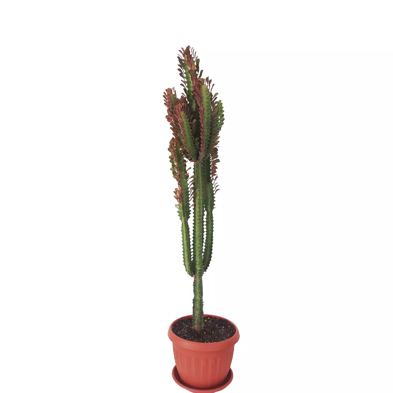 Euphorbia Trigona 0