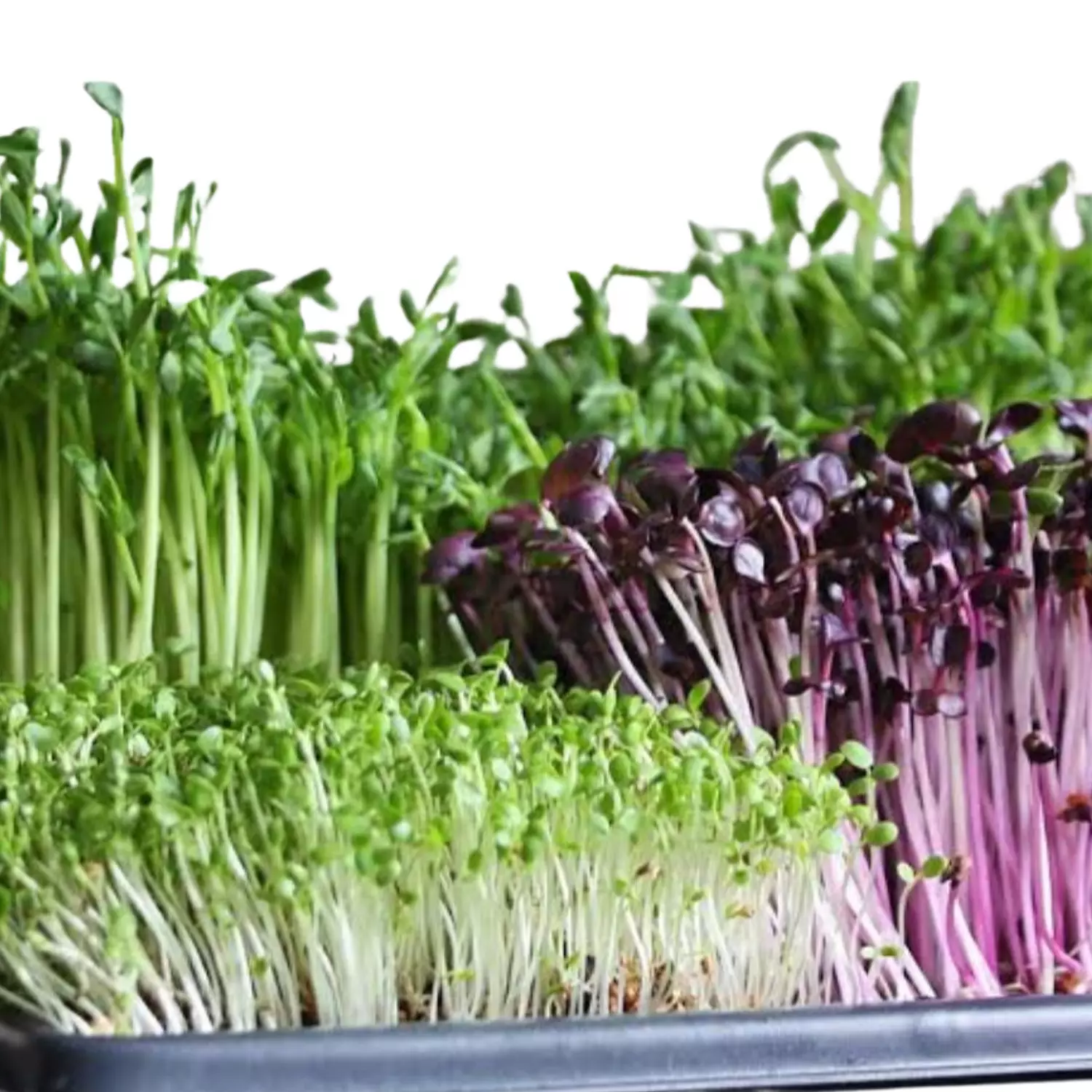 Microgreen hover image